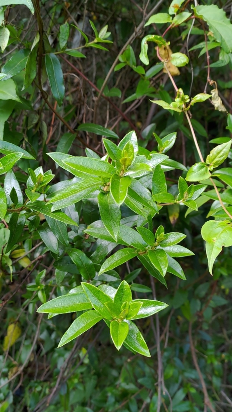 Lonicera henryi photo 5