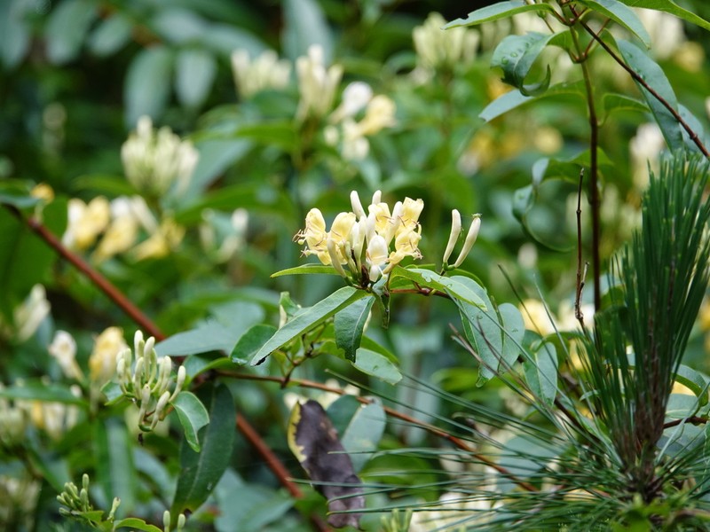Lonicera henryi photo 6
