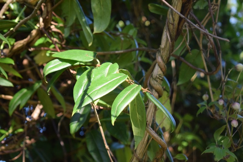 Lonicera henryi photo 7