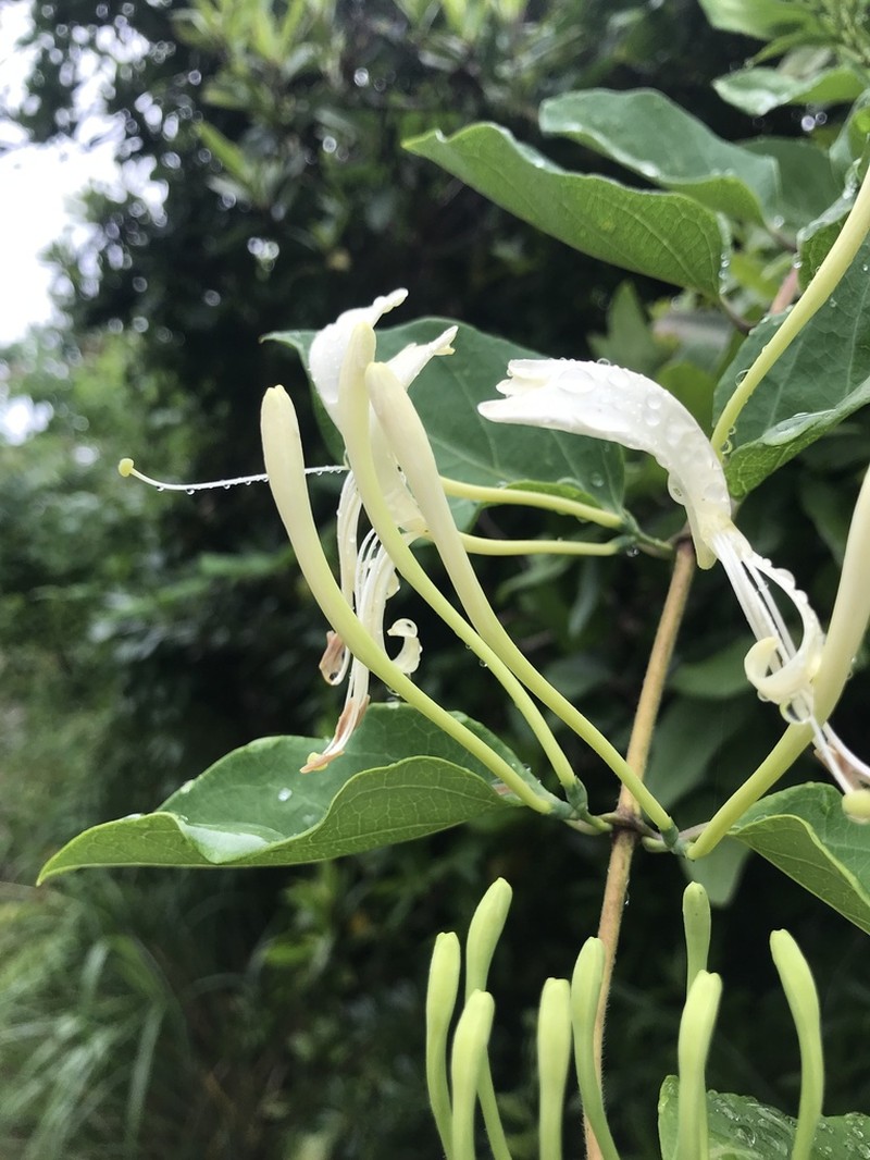 Lonicera affinis