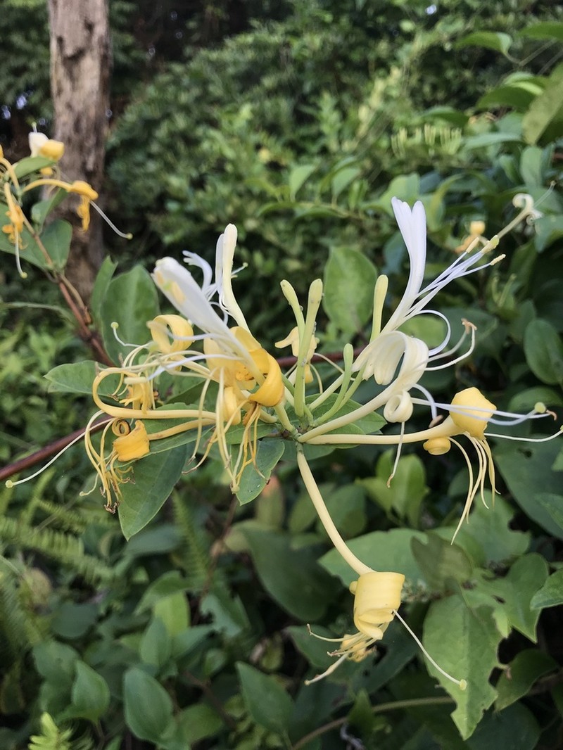 Lonicera affinis photo 2