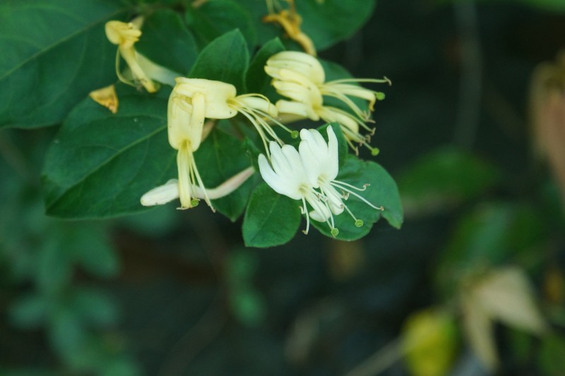Lonicera affinis photo 3