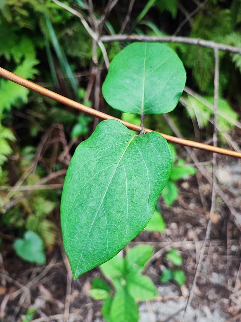 Lonicera affinis photo 4