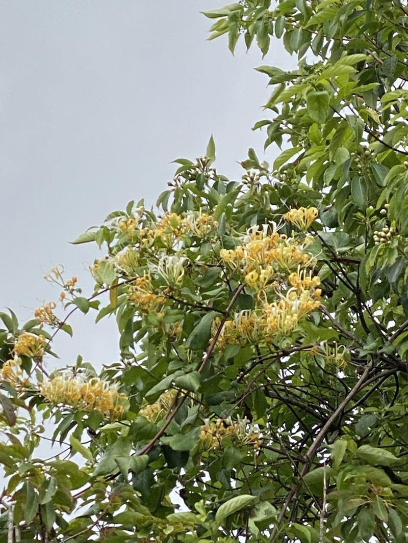 Lonicera affinis photo 5