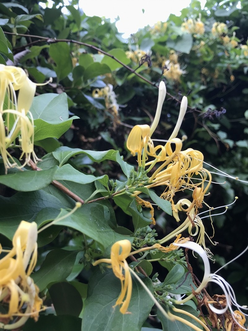 Lonicera affinis photo 6