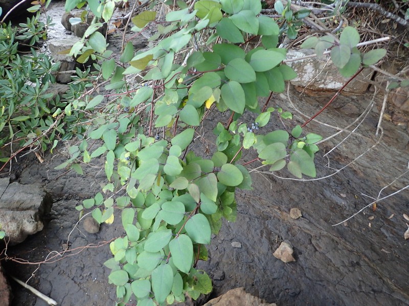 Lonicera affinis photo 8