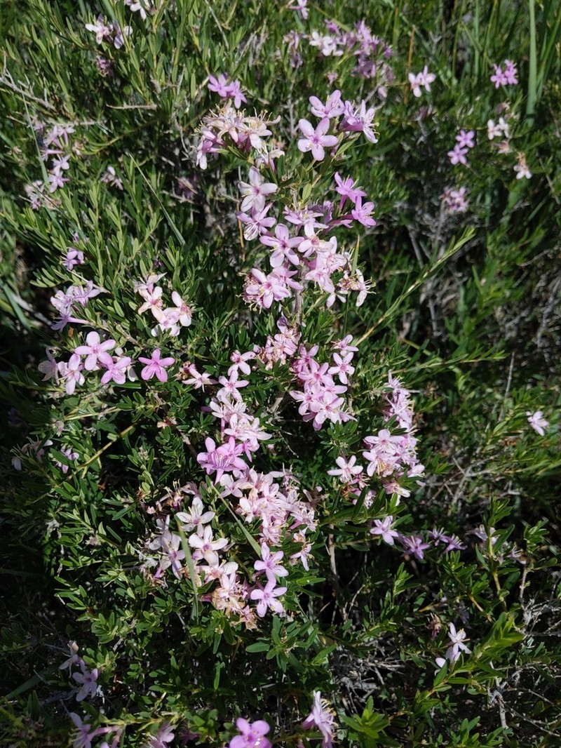 Lonicera alberti