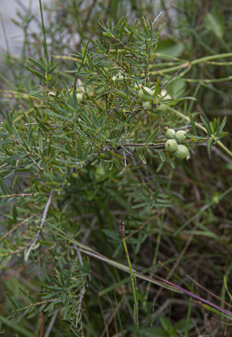 Lonicera alberti photo 2