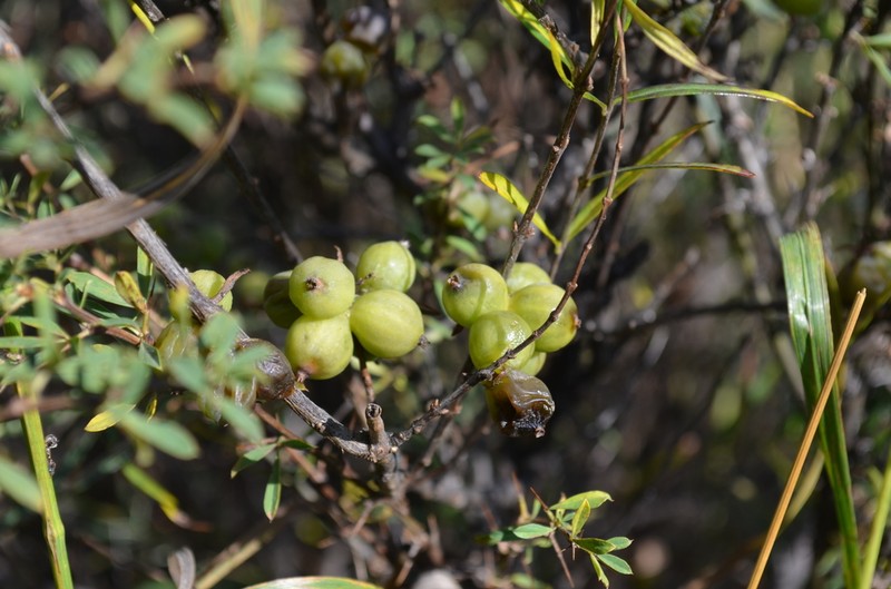 Lonicera alberti photo 3