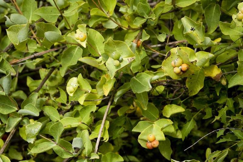 Western White Honeysuckle