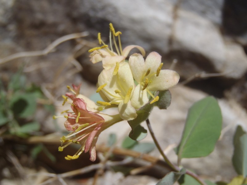 Western White Honeysuckle photo 5