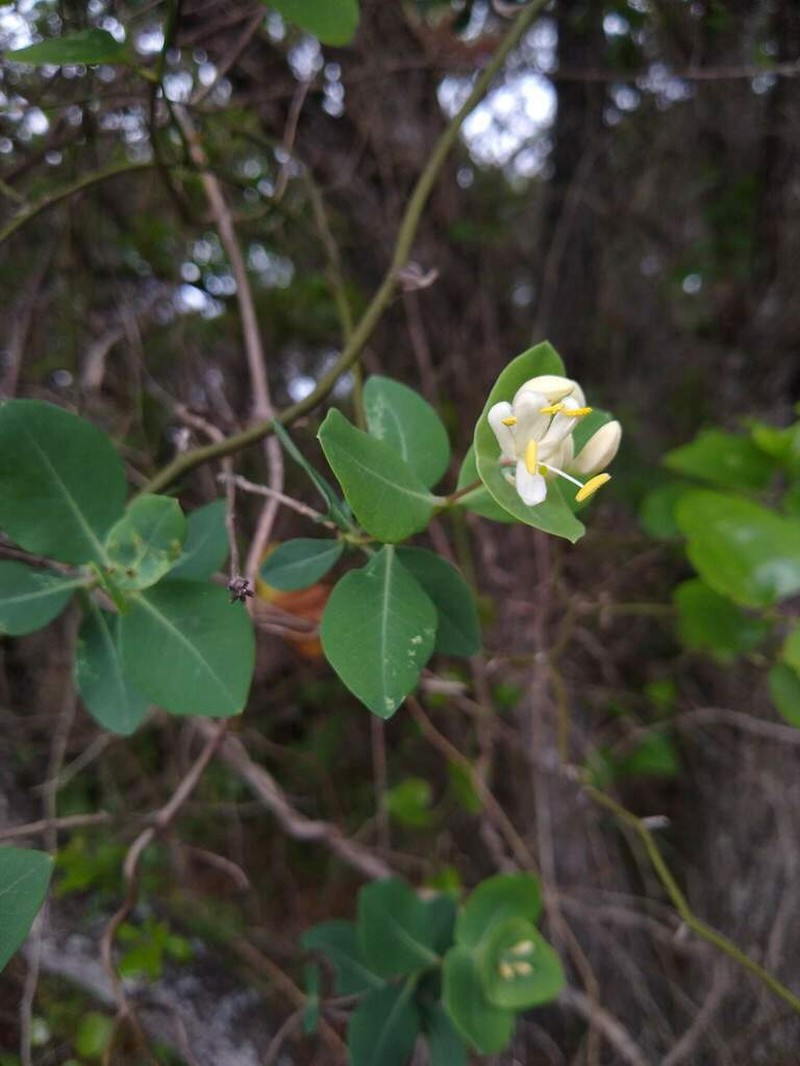 Western White Honeysuckle photo 7