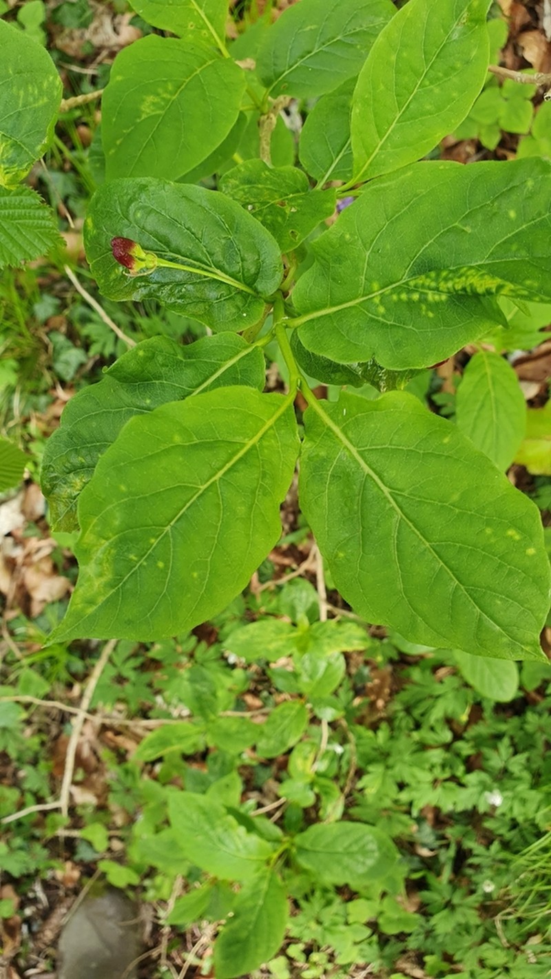 Alpine Honeysuckle