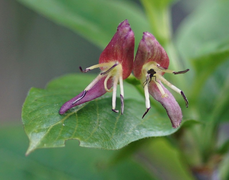 Alpine Honeysuckle photo 2