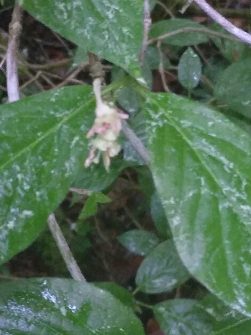 Alpine Honeysuckle photo 6