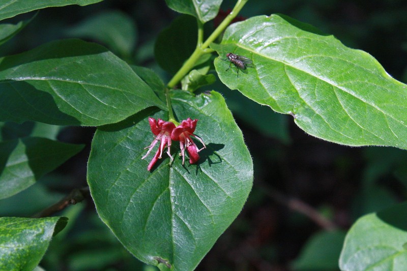 Alpine Honeysuckle photo 7