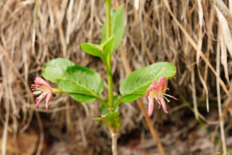 Alpine Honeysuckle photo 8