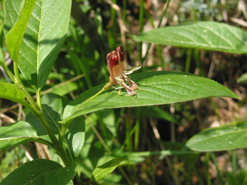 Alpine Honeysuckle