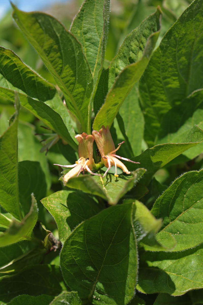 Lonicera alpigena subsp. alpigena