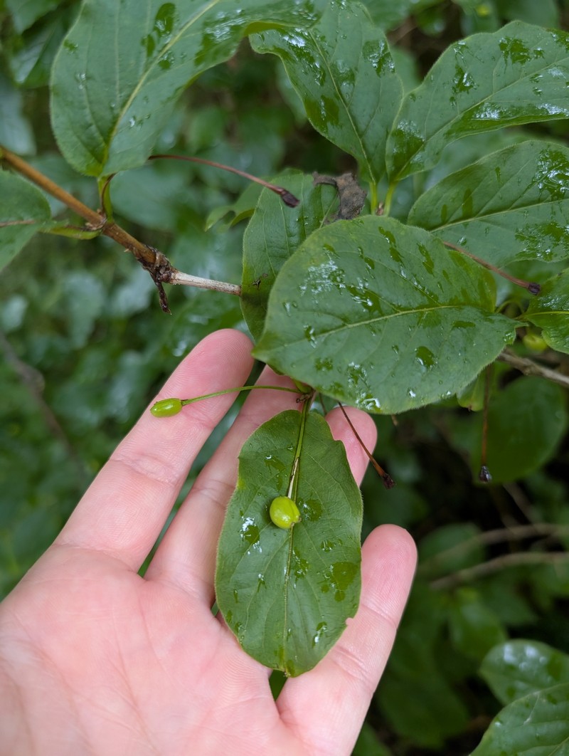 Lonicera alpigena subsp. alpigena photo 2
