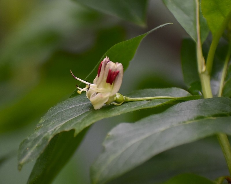 Lonicera alpigena subsp. alpigena photo 3