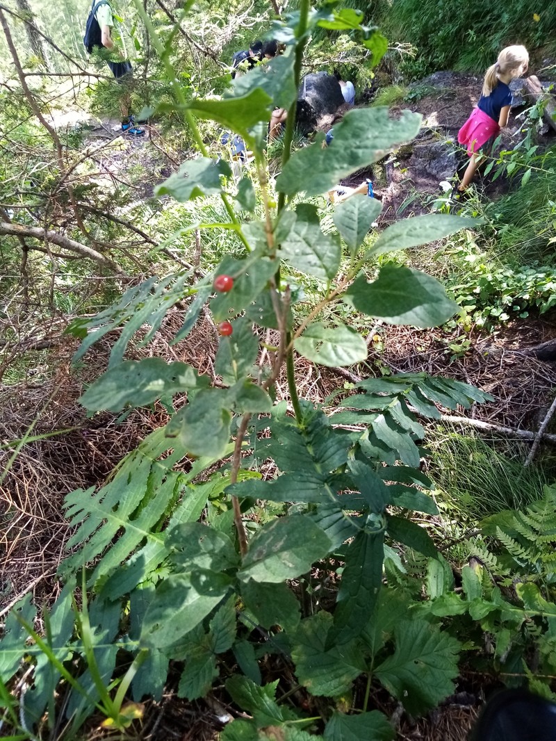 Lonicera alpigena subsp. alpigena photo 4