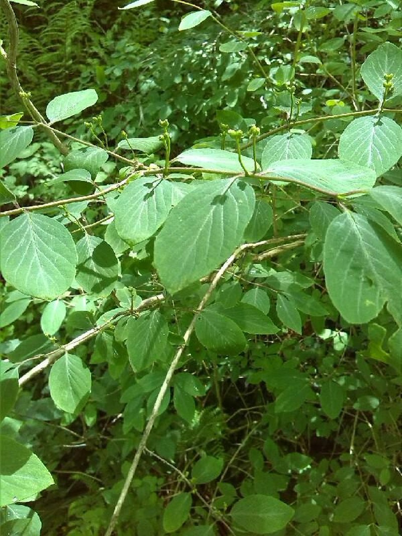 Lonicera alpigena subsp. alpigena photo 5