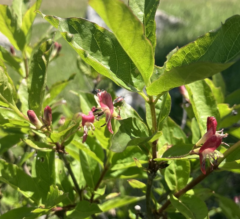 Lonicera alpigena subsp. formanekiana