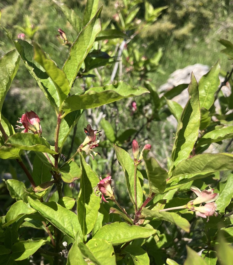 Lonicera alpigena subsp. formanekiana photo 2