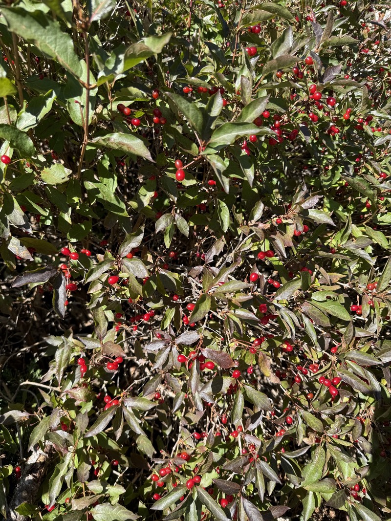 Lonicera alpigena subsp. formanekiana photo 3