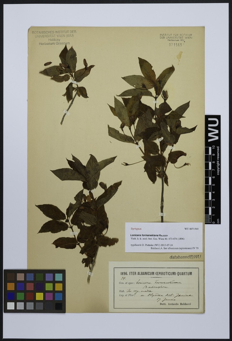 Lonicera alpigena subsp. formanekiana photo 4