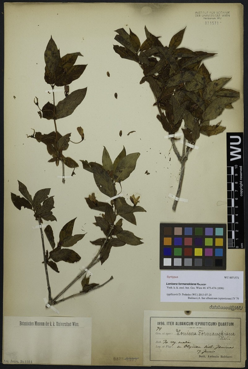 Lonicera alpigena subsp. formanekiana photo 5