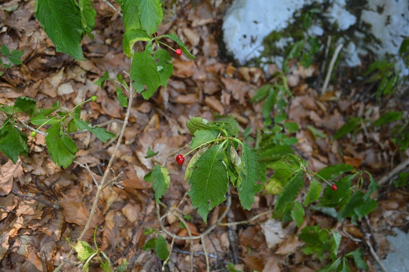 Lonicera alpigena subsp. glutinosa