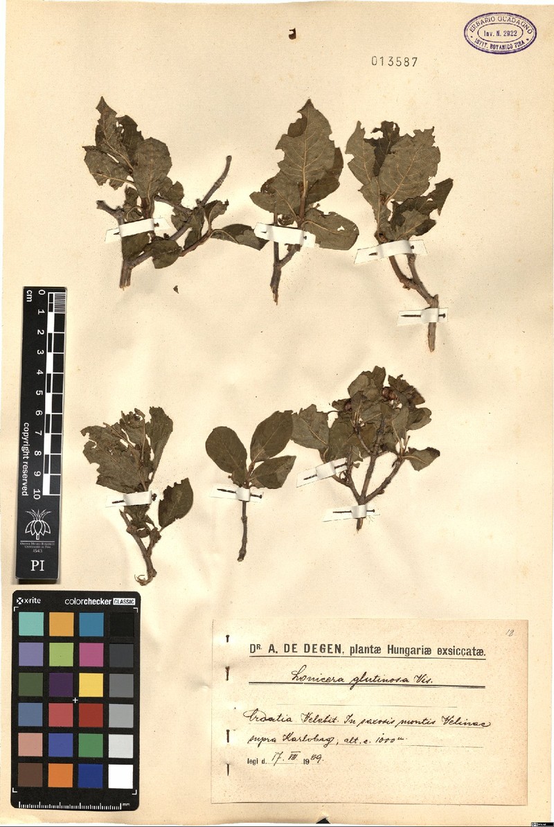 Lonicera alpigena subsp. glutinosa photo 2