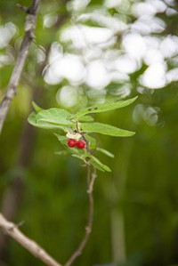 Lonicera altmannii
