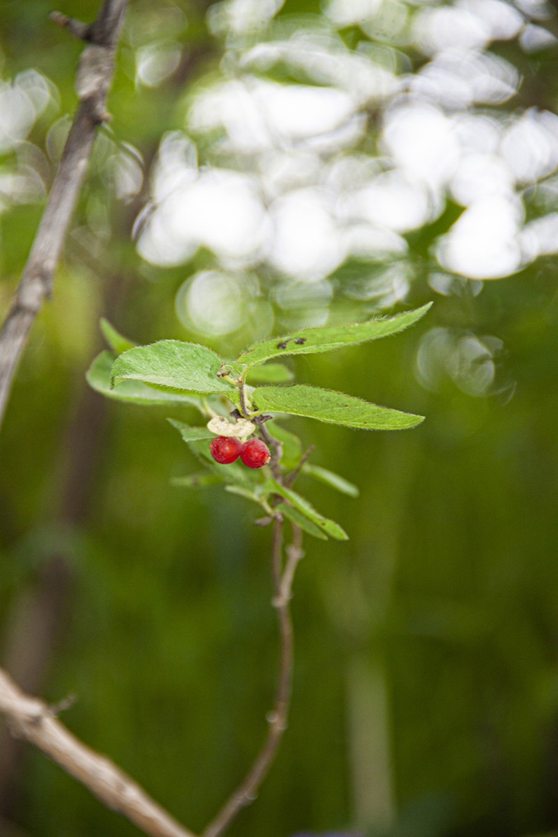 Lonicera altmannii