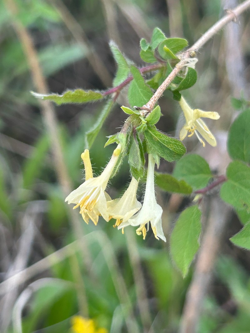 Lonicera altmannii photo 2