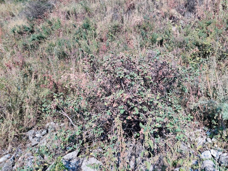 Lonicera altmannii photo 3