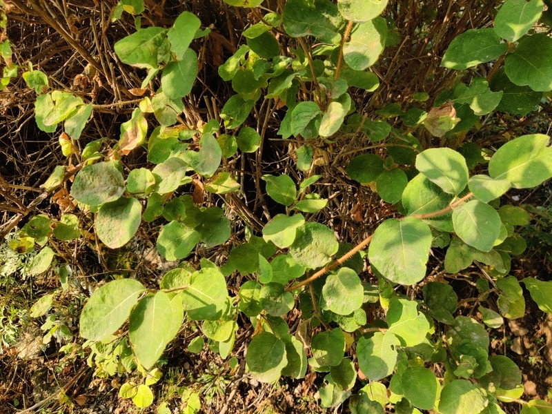 Lonicera altmannii photo 4