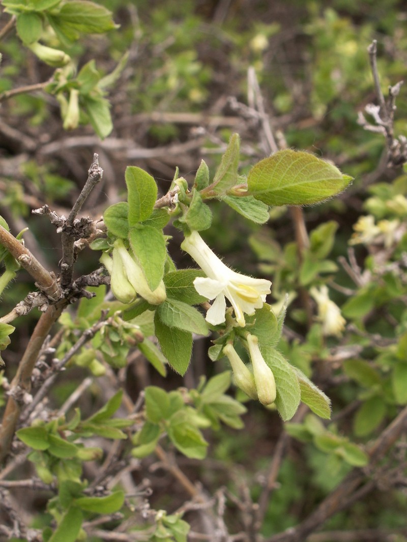 Lonicera altmannii photo 5