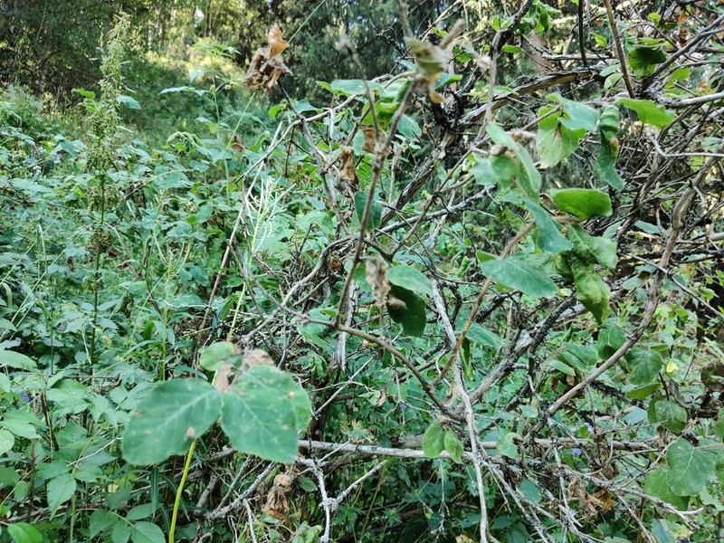 Lonicera altmannii photo 6