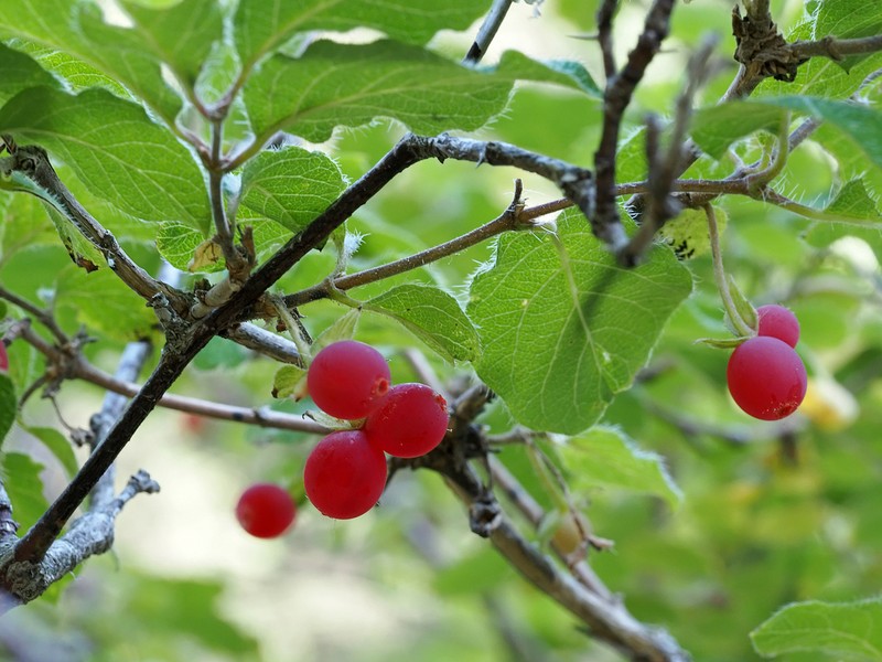 Lonicera altmannii photo 7