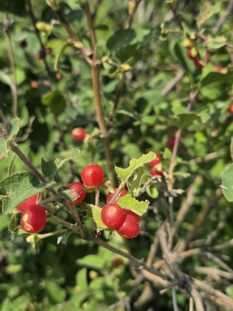 Lonicera altmannii photo 8