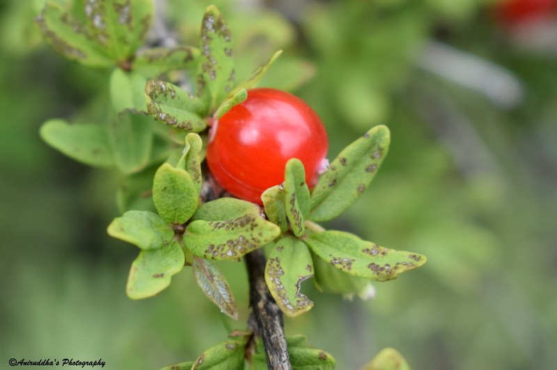 Lonicera angustifolia