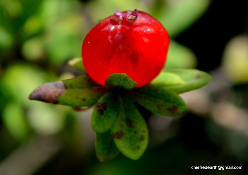 Lonicera angustifolia photo 2