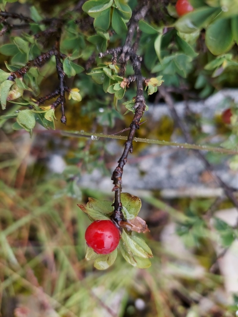 Lonicera angustifolia photo 3