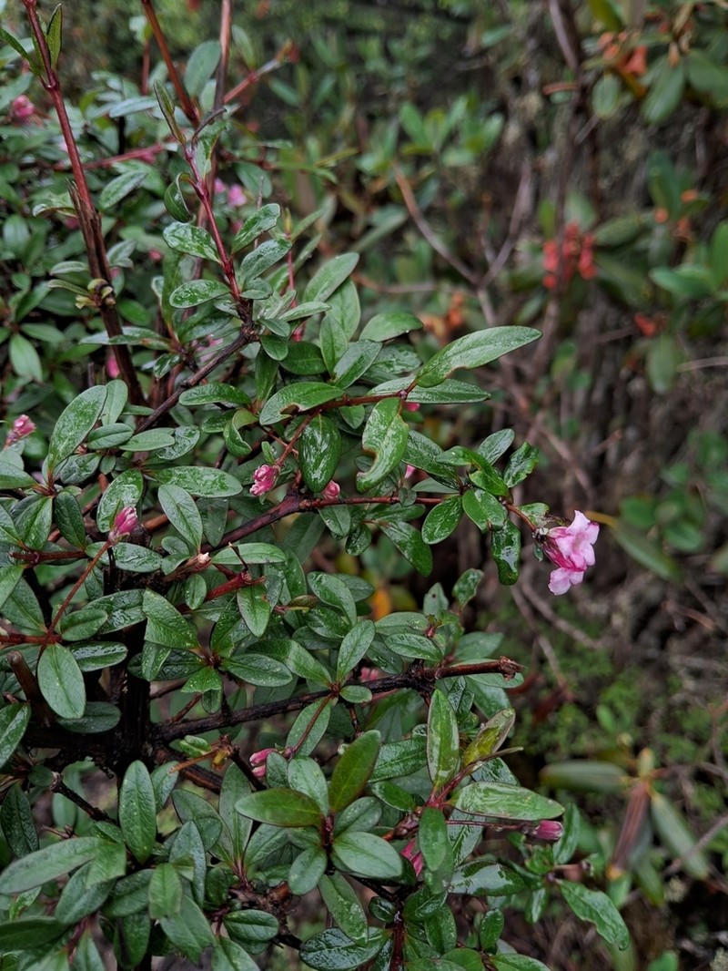 Lonicera angustifolia photo 4