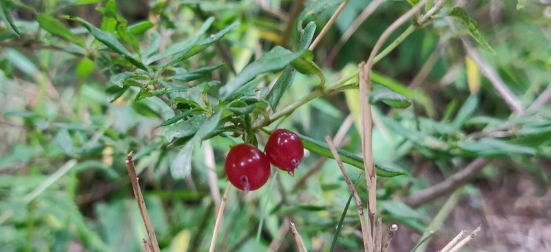Lonicera angustifolia photo 5