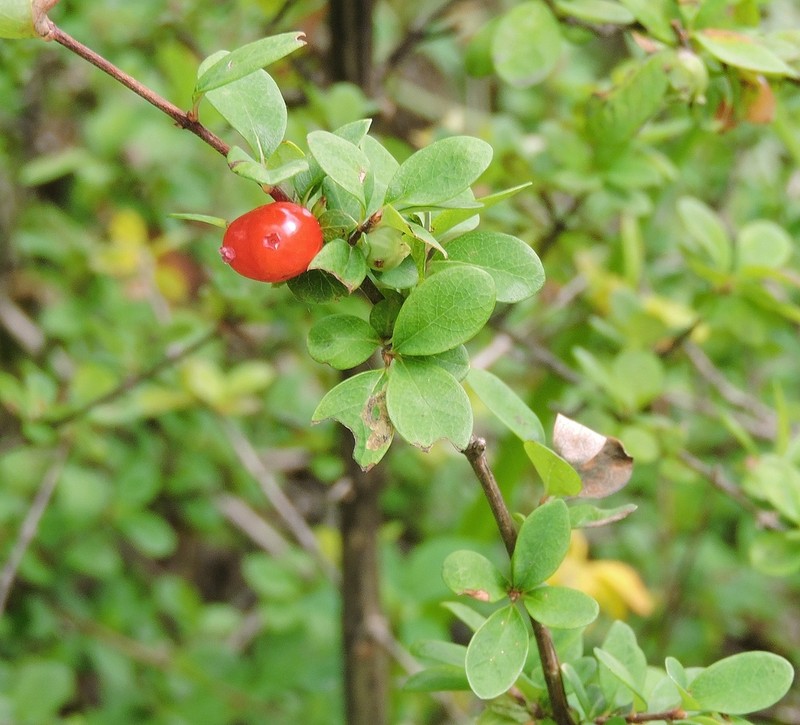 Lonicera angustifolia photo 6