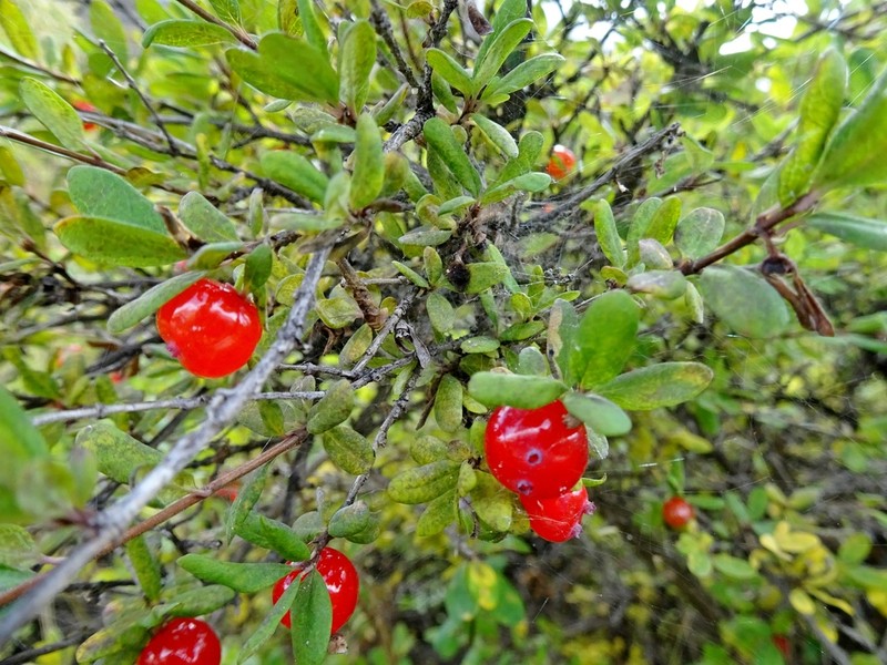Lonicera angustifolia photo 7